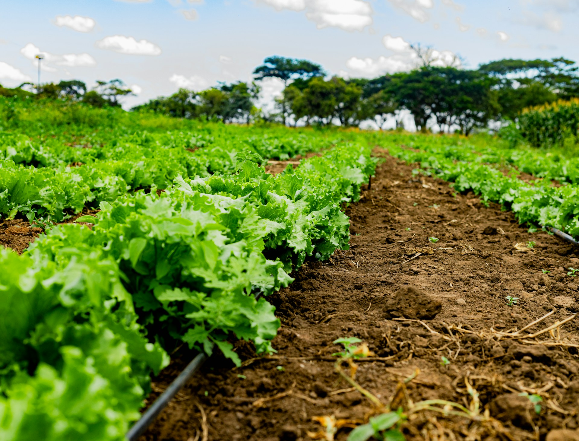 Agribusiness